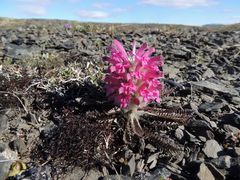 Pedicularis alopecuroides
