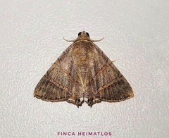 Eulepidotis juncida
