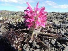 Pedicularis alopecuroides