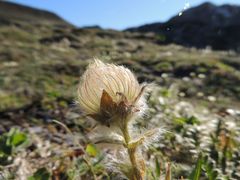 Geum glaciale