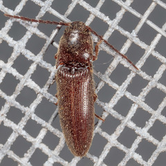 Dipropus simplex