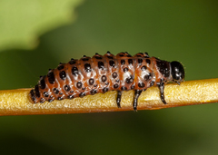 Chrysomela crotchi