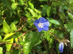 Jacquemontia pentanthos