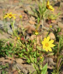 Coreopsis pubescens