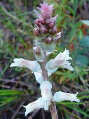 Lachenalia judithiae