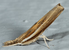 Fissicrambus profanellus