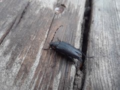 Stictoleptura canadensis cribripennis
