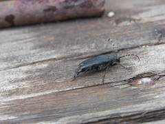 Stictoleptura canadensis cribripennis