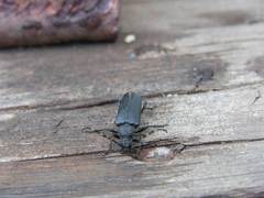 Stictoleptura canadensis cribripennis