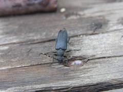 Stictoleptura canadensis cribripennis