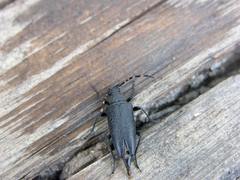 Stictoleptura canadensis cribripennis
