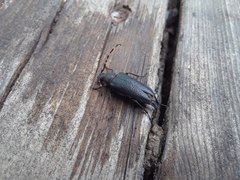 Stictoleptura canadensis cribripennis