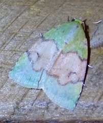 Lophocrama phoenicochlora