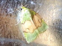 Lophocrama phoenicochlora