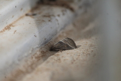 Ogdoconta musculus