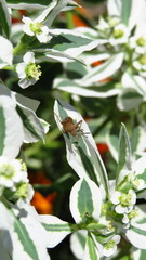 Stictopleurus abutilon