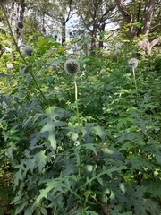 Echinops exaltatus