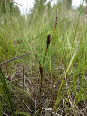 Carex crawei