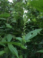 Gonzalagunia hirsuta