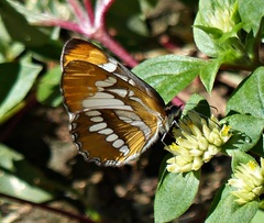 Mestra hersilia apicalis
