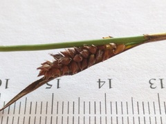 Carex crawei