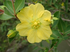 Ludwigia tomentosa