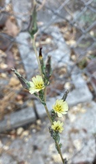 Lactuca saligna