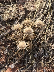 Townsendia grandiflora