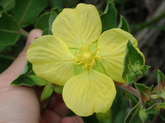 Ludwigia tomentosa