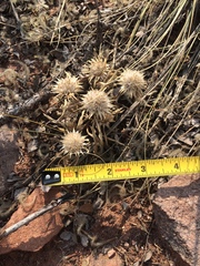 Townsendia grandiflora