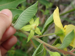 Ludwigia tomentosa