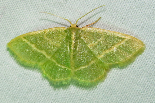 Blackberry Looper Moth
