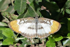 Mestra hersilia apicalis