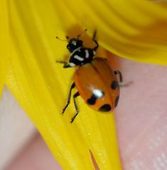 Hippodamia glacialis