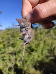 Crocidura russula