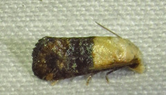 Eugnosta erigeronana