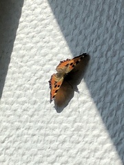 Aglais urticae