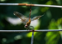 Brachymesia