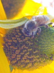 Apis mellifera
