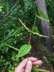 Dioscorea cordata