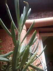 Curio talinoides mandraliscae