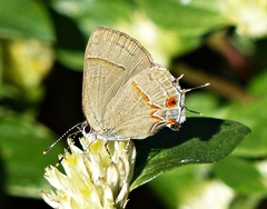 Arzecla tucumanensis