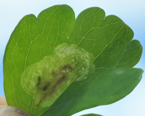 Phytomyza aquilegiana Frost, 1930