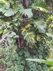 Epipremnum aureum