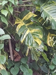 Epipremnum aureum