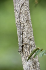 Anolis litoralis