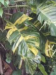 Epipremnum aureum