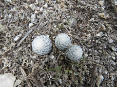 Mammillaria albiflora