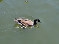 Branta canadensis
