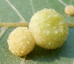 Caryomyia persicoides